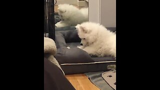 Puppy determined to find out what's underneath his bed