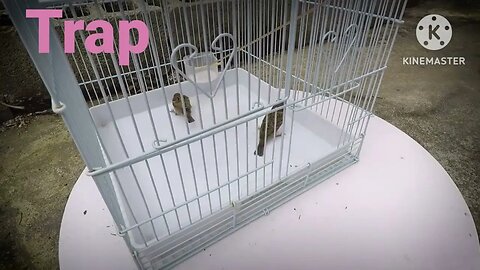 Birds trap #birds #trap #shorts