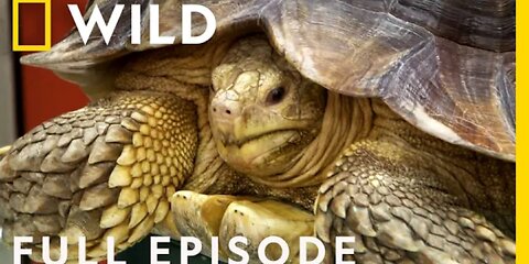 Tortoise surgery chinchilla emergency and then chicken full episode Dr ek