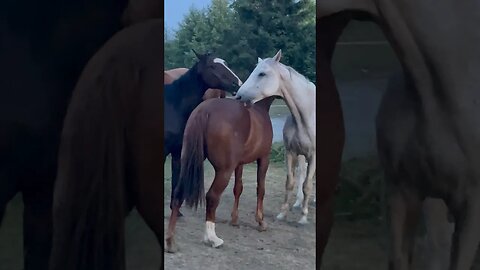 Two Horse Back Massage #horses #funny