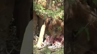 Elderly Lion Feeds On A Zebra #shorts