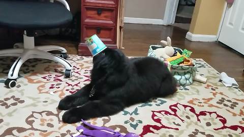 Puppy Discovers How To Reach Bottom Of Ice-Cream Pint