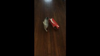 Adorable puppy plays with box