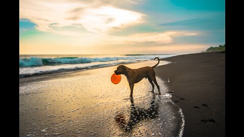 12 hour dog calming music sleep - black screen - with sounds for dogs