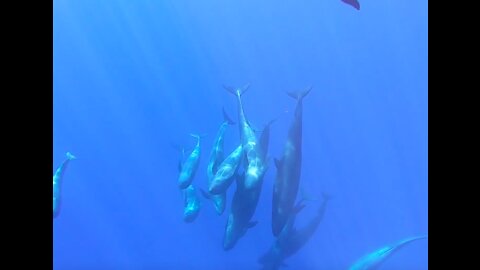 The Sound of False Killer Whales (Hunting) - in São Miguel, Azores