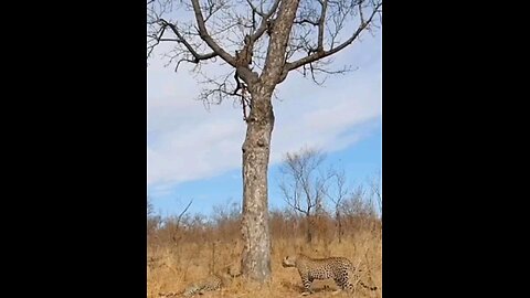 Hyenas Close In On Fighting Leopards