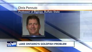 Goldfish invading Lake Ontario?