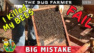 I Killed My Bees - I accidentally sealed my beehive for a week in the HOT 111F Georgia sun.
