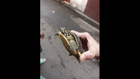 Cute Baby Turtle 🐢😍 #turtle #turtles #cute #pets