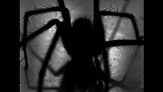 Man wakes up with giant spider on his bed