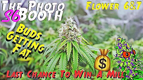 💰 Last Chance To Win A Mill 💰 The Photo Booth S6 Ep. 12 | Flower 6 & 7 | Buds Getting Fat
