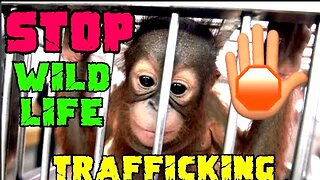Stop The Wild Life Trafficing!