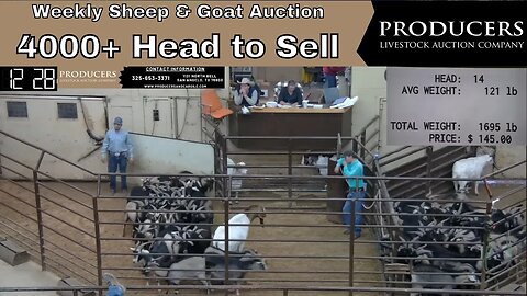 1/17/2023 - Producers Livestock Auction Company Sheep & Goat Auction
