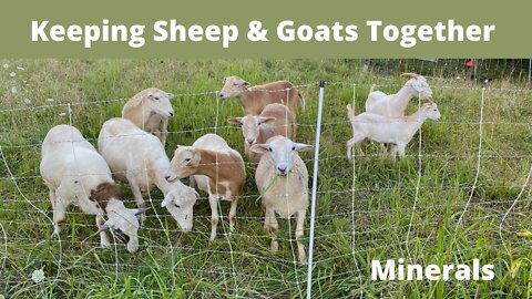 Minerals: Keeping Sheep & Goats Together