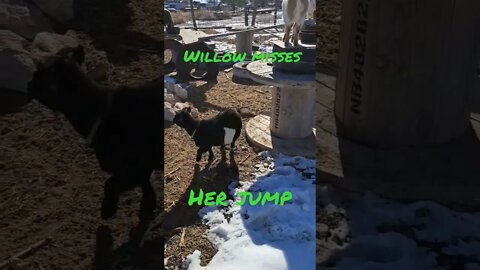 poor willow misjudged her jump #goats #shorts #farmlife #fun #funny #youtubeshorts