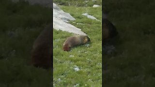 Mike the Marmot on the JMT thru hike