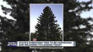 State's Christmas tree to be harvested and delivered to Lansing today