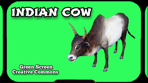 INDIAN COW green screen animation. GREEN SCREEN video footage.