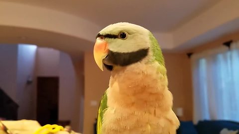 Parakeet agrees that his wife is crazy during interview