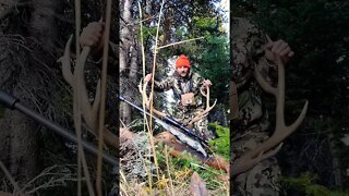 Bull Elk Down! Opening Day Public Land Solo Hunt!