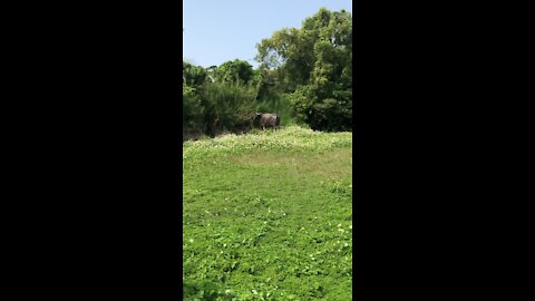 A huge buffalo