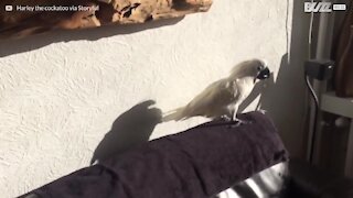 Kakadue bliver forvirret over sin egen skygge