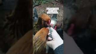 Chicken Treat Time!!! #raisingchickens #chickens #shorts