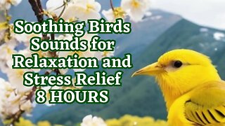 Soothing Birds Sounds for Relaxation and Stress Relief | 8 Hours Birds Sounds Nature Music