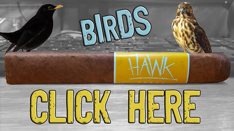 60 SECOND CIGAR REVIEW - Blackbird Hawk