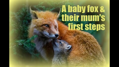 🦊HEARTWARMING UBER CUTE 3 week old urban #babyfox & her mum takes their first steps out of the den