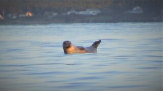 Suntanning seals in Nova Scotia