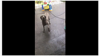 Over Excited Dog Spins In Circles While Waiting For Her Meal