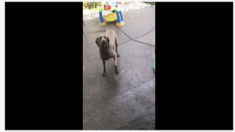 Over Excited Dog Spins In Circles While Waiting For Her Meal