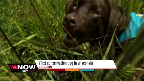 Mequon Nature Preserve gets invasive species sniffing dog