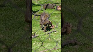 AWWW! 3 Month Old Baby Mandrill Playing With His Mom