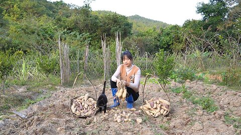 Harvest sweet potatoes Plant a new sweet potato crop How to cook sweet potato sticky rice