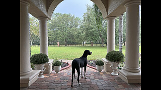 Great Dane Checks Out Wind & Rain After Tornado Warning