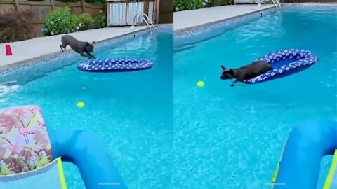 Smart Adorable Dog gets ball from pool without getting wet
