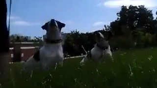 Two Dogs Working Out In The Field