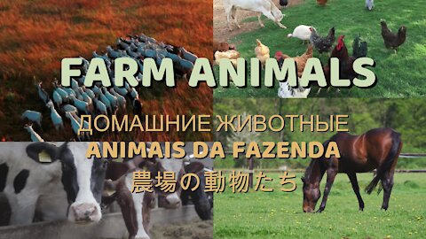 Animal Sounds - Familiar & Farm Animals – Domestic Animals – Dog, Cat, Horse, Cow, Pig, Rooster