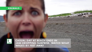 Casual Day at Beach Ends in Jaw-Dropping Surprise. Watch What Walks by Feet Away