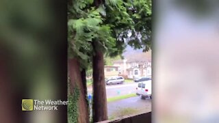 Strong winds blow debris down a suburban road