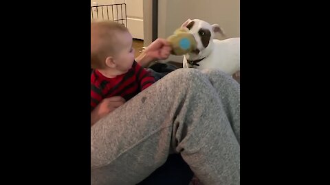This baby can't stop laughing at a pit bull playing tug-of-war