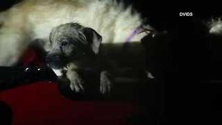 Puppies rescued from Hurricane Florence's flood waters