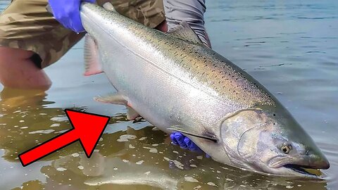 SUMMER KING SALMON ARE THE BEST! (Change My Mind)