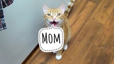 Cat say's MOM