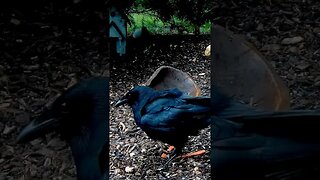 Crow - Extended Cut from our Archives #birds #nature #shorts