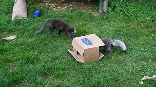 Artic Fox Cubs vs Box