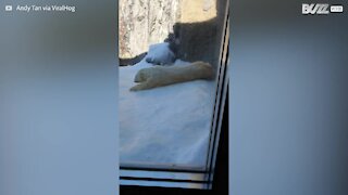 Happy polar bear has great fun sliding in snow at zoo