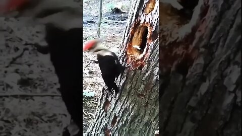 Woodpecker Pecking ASMR 🙀 #shorts